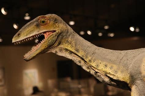 Excellent Exhibits Dakota Dinosaur Museum - Picture of Dakota Dinosaur ...