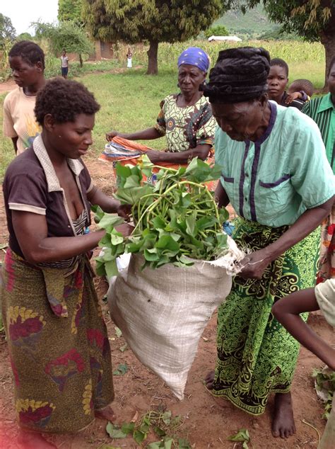 Our Malawi Journal: Famine Relief Through Sweet Potato Farming