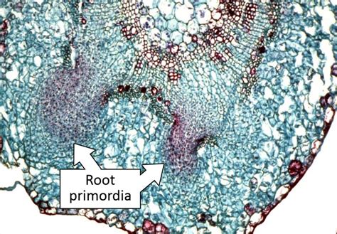 Cutting Terminology Stages Of Adventitious Root Formation