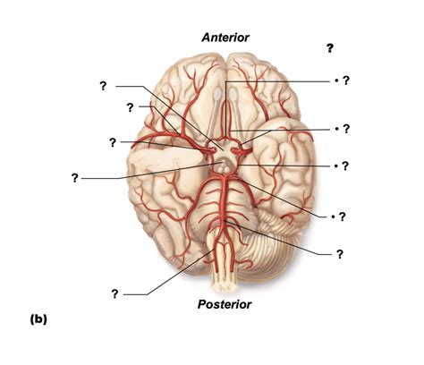 brain vessels Diagram | Quizlet