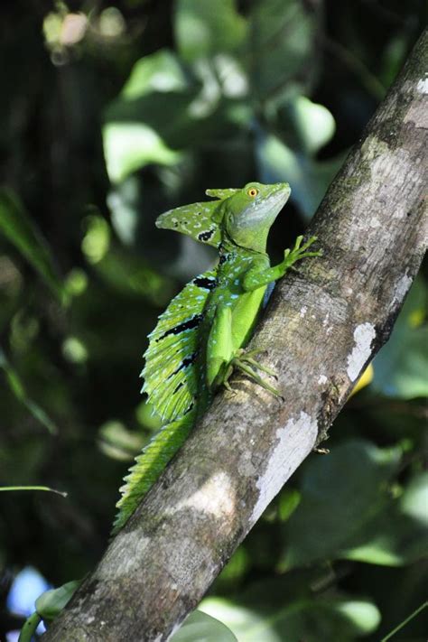 Fotos gratis árbol bosque rama hoja fauna silvestre verde selva