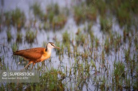 BOTSWANA OKAVANGO INLAND DELTA DUMA TAU AFRICAN JACANA