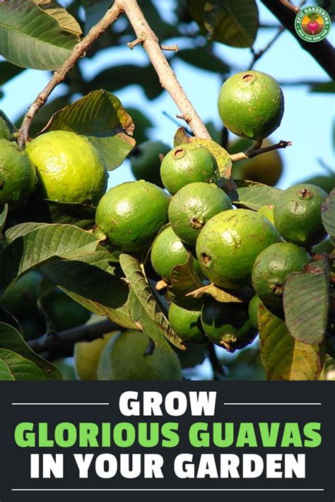 Grow Your Own Guava Tree And Enjoy Fresh Nutritious Fruit At Home