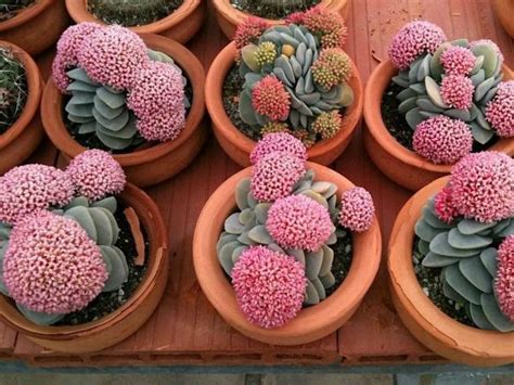 How to Grow and Care for Crassula | World of Succulents