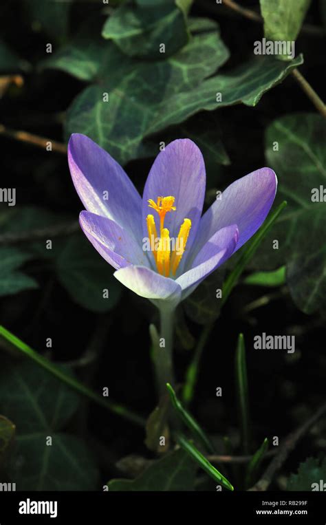 Crocus Krokusse Crocus sp sáfrány Budapest Hungary Magyarország