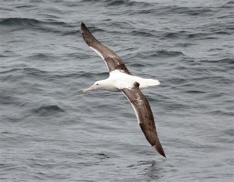 Foto Albatroz Real Diomedea Epomophora Por Cesar Santos Wiki Aves