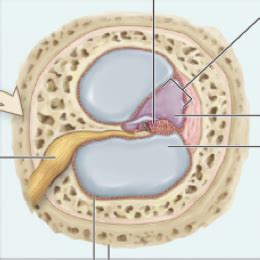 Cochlea Diagram | Quizlet