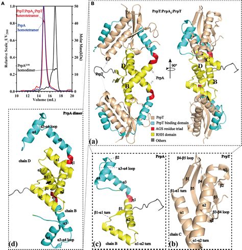 Frontiers Structural Insights Into The Prpta Toxinantitoxin System