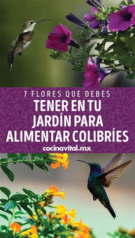 7 flores que debes tener en tu jardín para alimentar colibríes Home