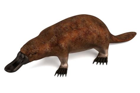 10 Facts About The Platypus