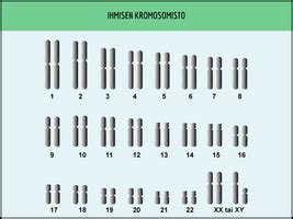 Tavallinen Ihmisen Kromosomisto Eli Ihmisen Karyotyyppi Kutakin