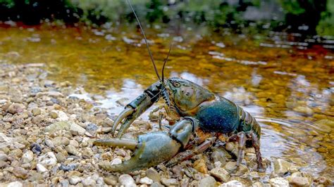 Tasmanian Farmers Step In To Save Giant Freshwater Crayfish Abc News