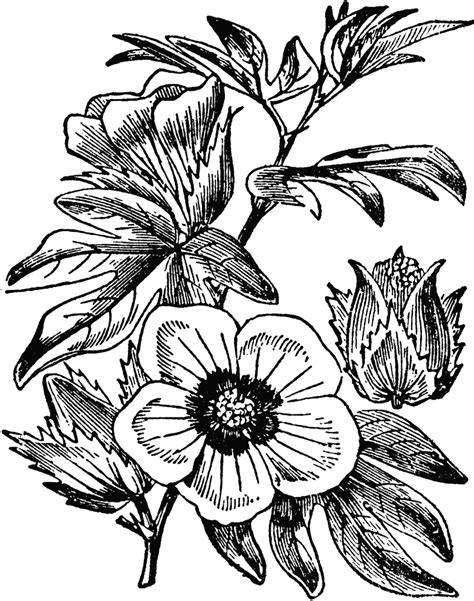 Images Of Cotton Plant Coloring Pages