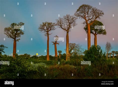 Baobab trees, Madagascar Stock Photo - Alamy