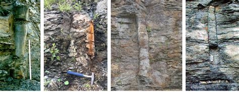 Upright (Standing) Fossil Tree Stumps, Fossils, Kentucky Geological ...