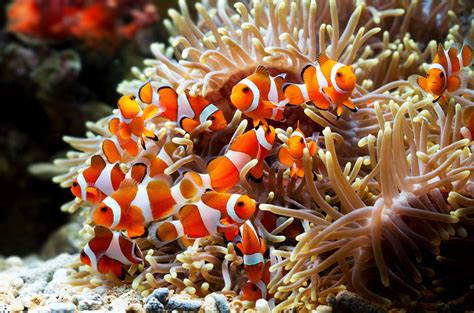 Freundschaft Im Riff Symbiose Zwischen Clownfisch Und Anemone Meeresblog