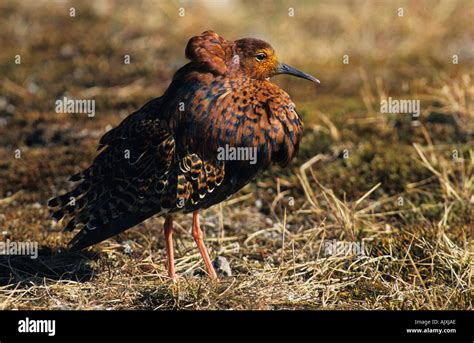 Ruff Male In Breeding Plumage Philomachus Pugnax Stock Photo Alamy