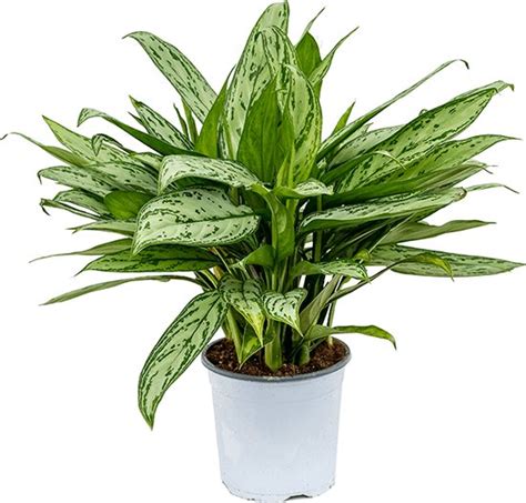 Aglaonema Silver Queen S Kamerplant Bol