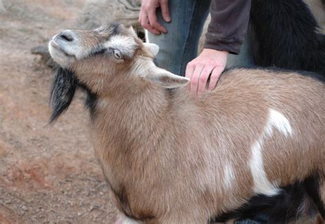 A Comprehensive Guide to Goat Breeding for Beginners