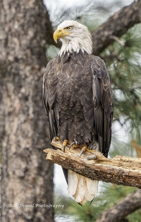 Statuesque Baldy Bob Dinnel Flickr