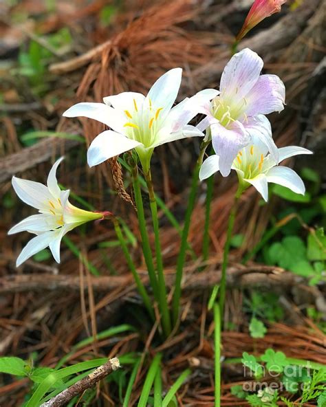 Wild Lily Bouquet Photograph by Wild Haven Photography - Pixels