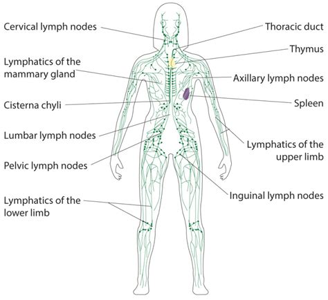 Figure Lymphatic System Illustrated Anatomy Includes The