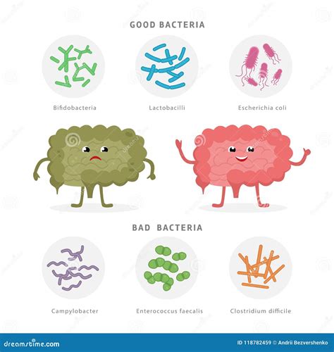 Dobre Bakterie I Złe Bakterie W Ludzkich Jelitach Bifidobacteria