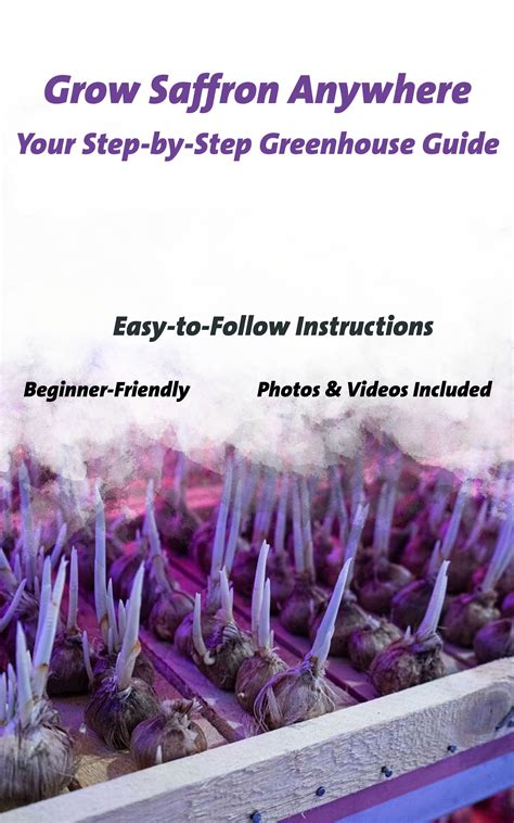 Learn Indoor Saffron Farming Step By Step Gruloda