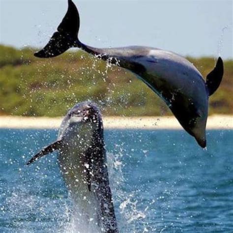 Dolphin Trip in Goa – Mandovi Cruises