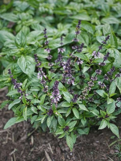 Basil Plant Flowering Heres What To Do About It