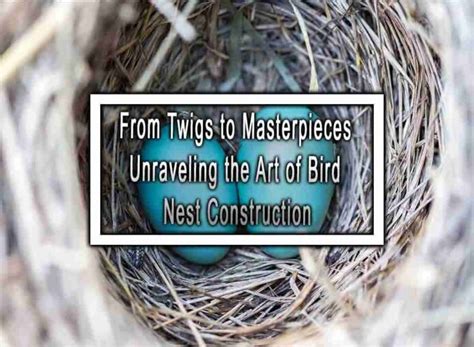 From Twigs To Masterpieces Unraveling The Art Of Bird Nest Construction