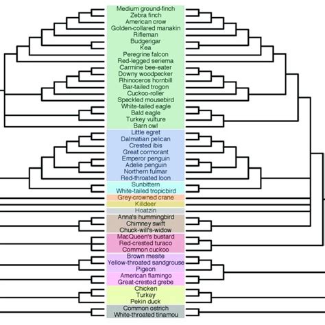 Collapsed polytomy trees estimated by the hard polytomy test of... | Download Scientific Diagram