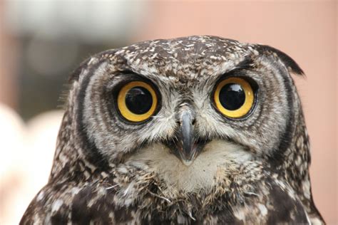 Por Qu Los B Hos Tienen Los Ojos Grandes Guia De Aves