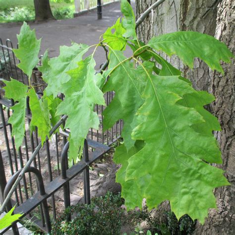 Quercus Rubra In Roath Park Pleasure Garden