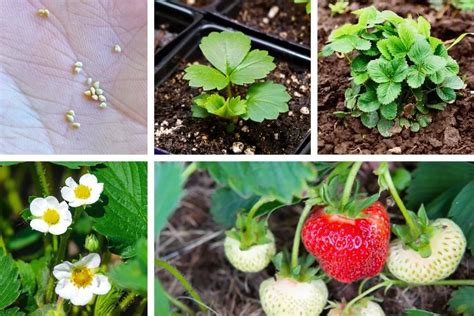 Strawberry Plant Stages From Seed To Harvest W Pictures