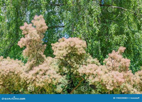 Beautiful Cotinus Coggygria from the Anacardiaceae Family Stock Image ...