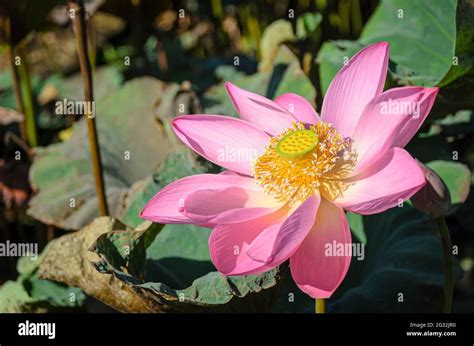 Indian Lotus Nelumbo Nucifera Ubud Bali Indonesia Stock Photo Alamy