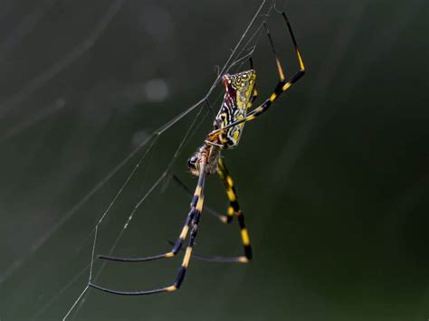 Everything You Need To Know About The Joro Spider Lookout Pest Control