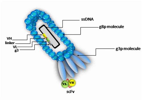 Phage Display A Powerful Technique And Its Applications Communicating Science 2019w212