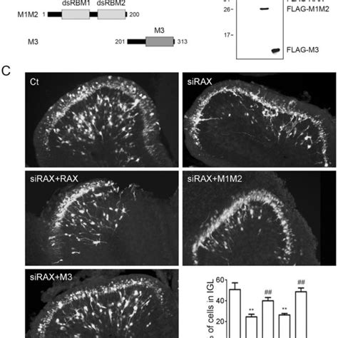 RAX Expression In Developing Mouse Cerebellum A The Expression Of