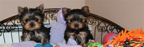 Yorkie Care - Yorkies for sale in New York Ny