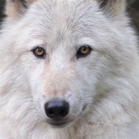 Wolf Conservation Center On Twitter Beyond Their Beauty And