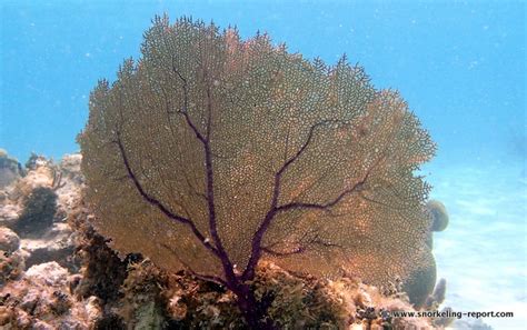 Snorkeling the Coral Gardens, Caye Caulker, Belize