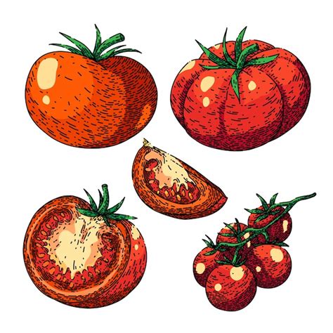 Tomate Rojo Conjunto Boceto Vector Dibujado A Mano Vector Premium