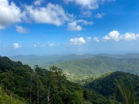 Scenic View Of The Expansive Rainforest In Trinidad With Sunlight And