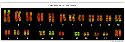 Cariotipo Humano