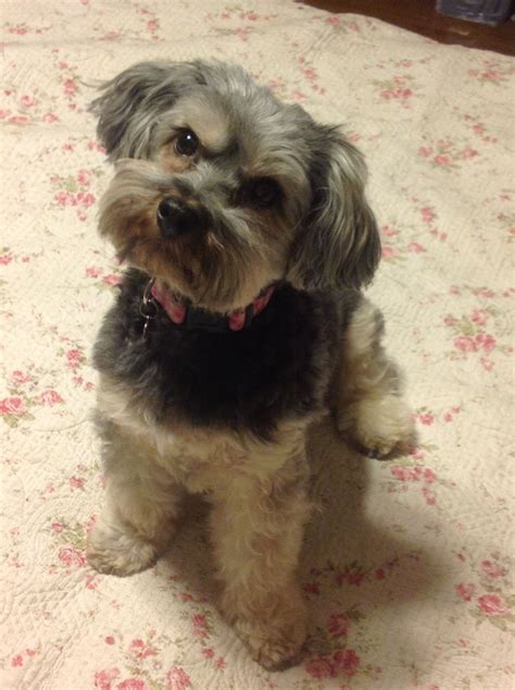 Yorkie Poo Pictures Haircuts - bmp-news