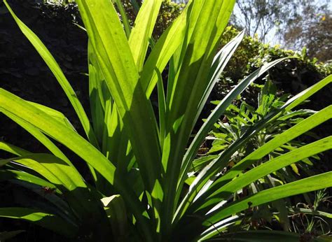 Pandan Plant Care & Growing Guide Tips | Plantly