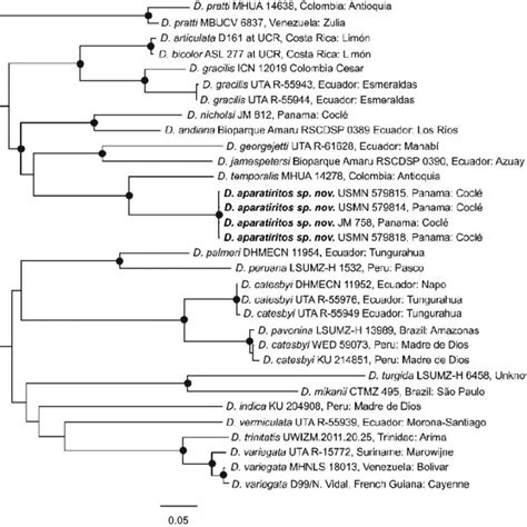 Phylogeny Of Species Of Dipsas Using The Best Ml Tree Black Circles