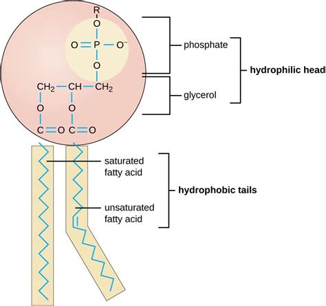 Structure Diagram Of Lipids Biology Lipids